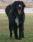 this is my little kodi bear